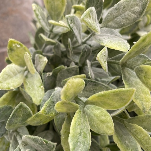 Bundle of 5 Faux Greenery - Picture 11 of 17